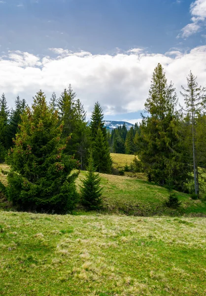 Smrkový Les Zvlněných Kopcích Krásný Jarní Krajina Hornaté Oblasti — Stock fotografie