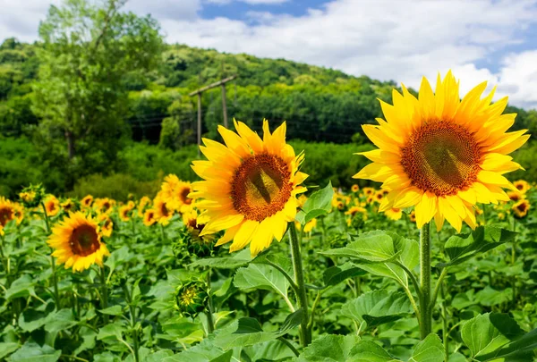 Campo Girasol Las Montañas Fondo Agrícola Encantador Buen Tiempo Soleado — Foto de Stock