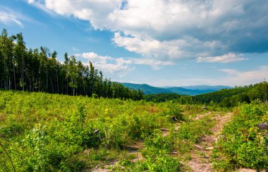 yamaca orman izni. bahar doğa manzara