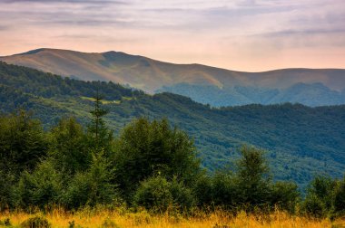 Karpat Dağları'nın ormanlık tepelerde yaz. Apetska dağın uzaktan