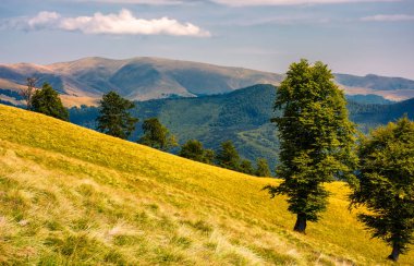 çimenli yamaca ağaç. Svydovets dağ sırtı uzakta. güzel yaz doğa toplayan Karpat Dağları, Ukrayna