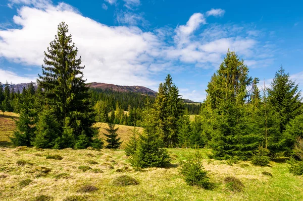 Forested Hills Grassy Meadows Springtime Beautiful Landscape Borzhava Mountain Ridge — Stock Photo, Image