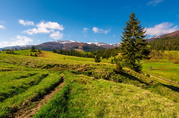 Venkova Karpatských Horách Jaře Krásná Krajina Venkovských Oblastech Mezi Les — Stock fotografie