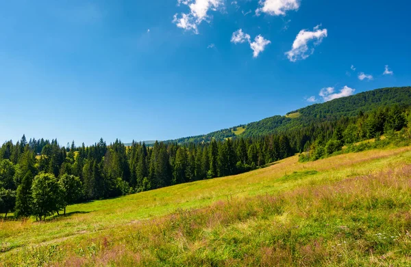 Szeroka Łąka Wśród Lasu Świerkowego Piękny Letni Krajobraz Górach — Zdjęcie stockowe
