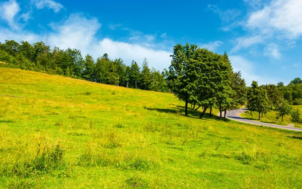 道路に沿って草が茂った丘の上の木 山岳地帯で鮮やかな夏の風景 — ストック写真