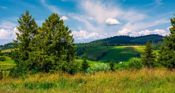 Rząd Drzew Karpackich Wzgórz Pięknej Scenerii Górzysty Obszar Wiejski — Zdjęcie stockowe