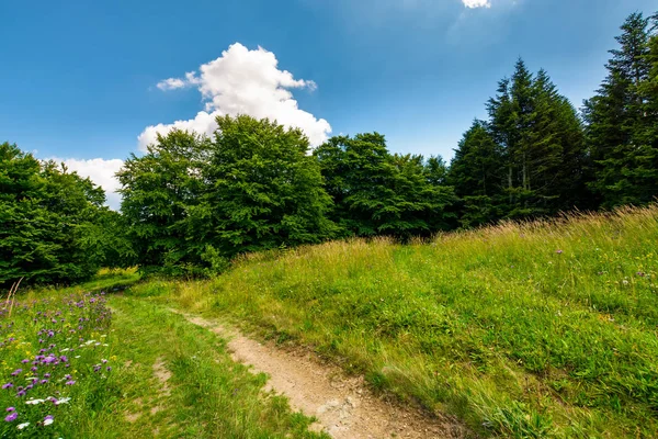 Pěšina Přes Mýtinu Lese Krásné Letní Přírodní Scenérie — Stock fotografie
