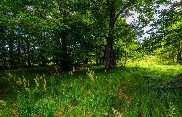 木の下の背の高い草 美しい夏の自然の風景 — ストック写真