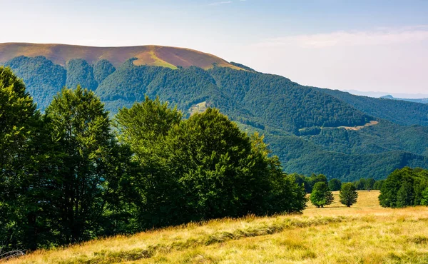 Karpat Dağları Nın Ormanlık Tepelerde Yaz Apetska Dağın Uzaktan — Stok fotoğraf