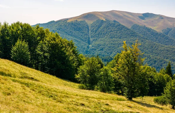 Forested Hills Carpathian Mountains Summer Apetska Mountain Distance — Stock Photo, Image