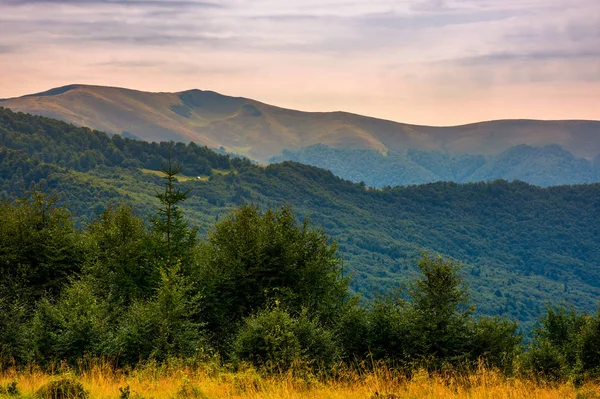 Collines Boisées Des Carpates Été Montagne Apetska Loin — Photo