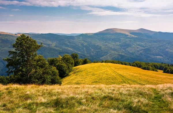 草で覆われた丘の中腹にあるツリー 遠くに Svydovets 山の尾根 カルパティア山脈 ウクライナの美しい夏の自然風景 — ストック写真