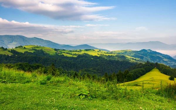 朝の山岳風景 森林に覆われた丘の上の草が茂った草原で新鮮な夏の風景です 遠くの谷間 青い空に雲の霧 — ストック写真