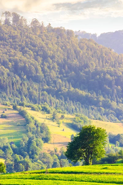Yalnız Ağaç Dağlar Çimenli Alanında Yaz Aylarında Güzel Kırsal Manzara — Stok fotoğraf
