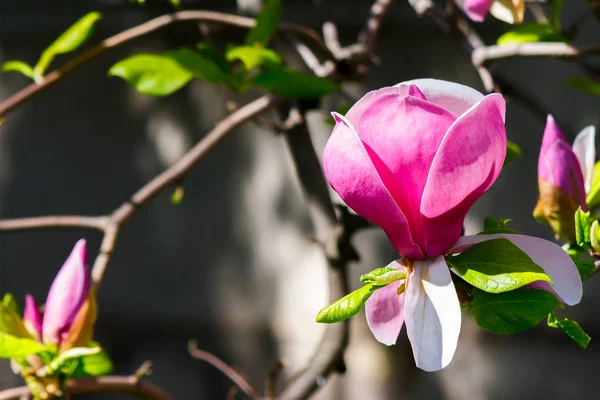 Magnolia Fiori Vicino Erba Verde Sfocata Foglie Sfondo — Foto Stock