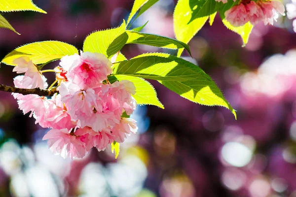 Růžové Květy Třešní Mezi Větvemi Krásné Jarní Pozadí — Stock fotografie