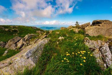 Dandelions Karpat Alpleri'nde kayaların arasındaki. Ağır bulut uzaktan dağ tepe üzerinde mavi bir gökyüzü üzerinde. Gün batımında canlı yaz manzara.