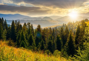 gün batımında dağlarda Ladin ormanı. güzel yaz manzara