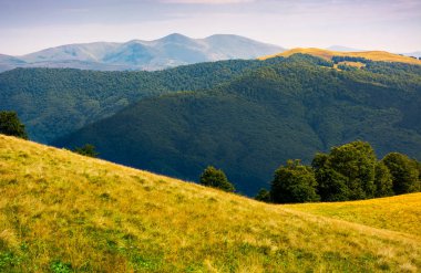Karpatlar yamaca otsu çayır. güzel yaz yatay, Svydovets dağ sırtı uzaktan