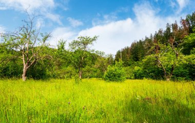 terk edilmiş elma bahçesi. ormanlık dağlar arasında güzel ilkbahar manzarası