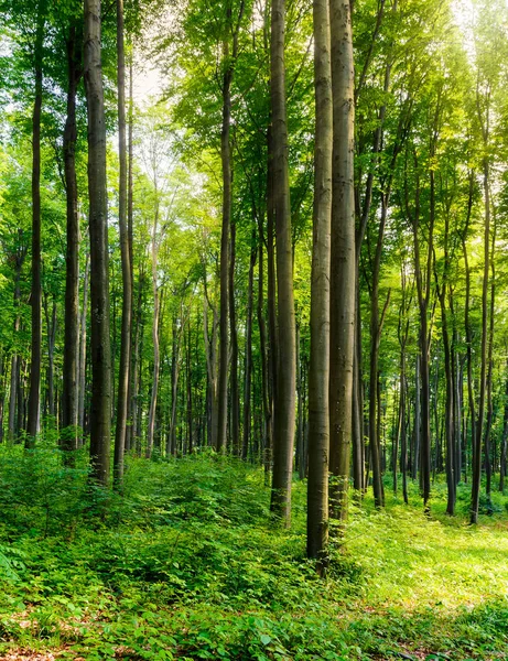 Bosque Hayas Día Soleado Hermoso Paisaje Natural Con Árboles Altos —  Fotos de Stock