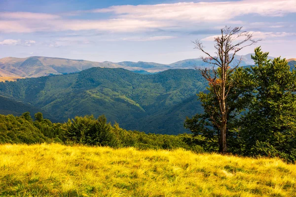 Trees Hillside Mountains Distance Beautiful Summer Landscape Svydovets Mountain Ridge — Stock Photo, Image