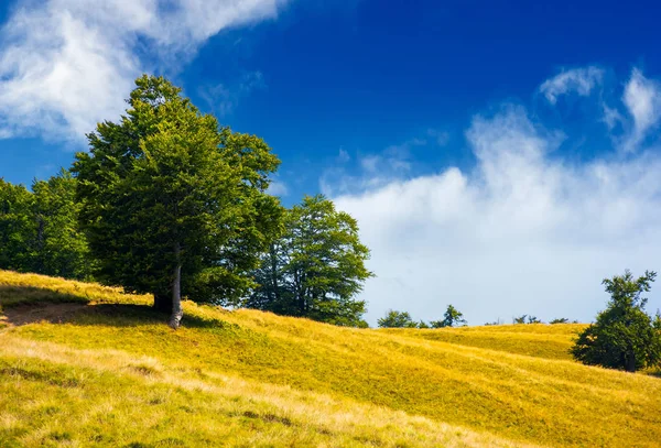 夏には草で覆われた丘の中腹に木 美しい自然の風景 — ストック写真