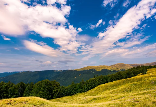 Vacker Sommarlandskap Karpaterna Gräsbevuxna Sluttningar Och Skogklädda Sluttningar Ukrainska Alperna — Stockfoto