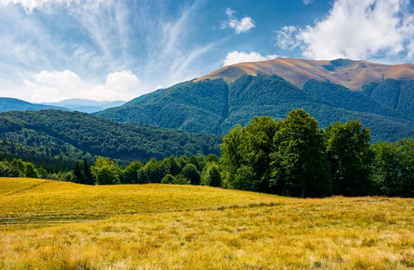 Bosque Hayas Pie Montaña Apetska Hermoso Paisaje Verano Las Montañas — Foto de Stock