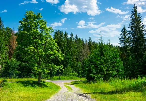 Landweg Door Het Bos Een Grazige Weide Mooie Zomerse Landschap — Stockfoto