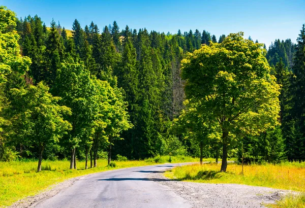 Countryside Droga Przez Las Piękny Krajobraz Świeży Letni Poranek — Zdjęcie stockowe