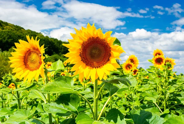 Campo Girasol Las Montañas Fondo Agrícola Encantador Buen Tiempo Soleado — Foto de Stock