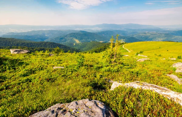 Paisaje Cárpatos Alta Cresta Montaña Abeto Solitario Entre Enormes Rocas — Foto de Stock