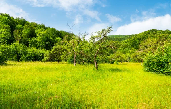 Huerto Manzanas Abandonado Hermoso Paisaje Primavera Entre Montañas Boscosas —  Fotos de Stock