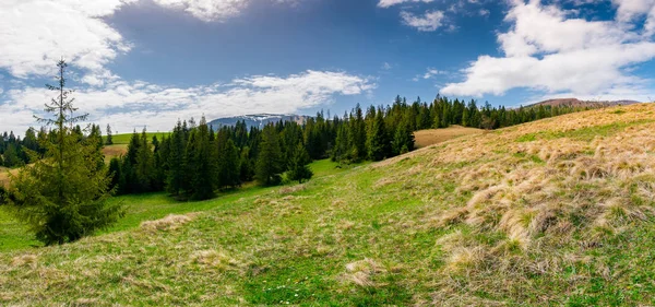 在一个多云的春季天 高山上的山坡上的云杉林全景 Borzhava 山岭的美景 — 图库照片