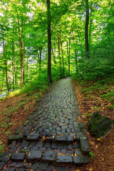 Cobble Stone Path Forest Lovely Nature Scenery Tall Trees Green — Stock Photo, Image