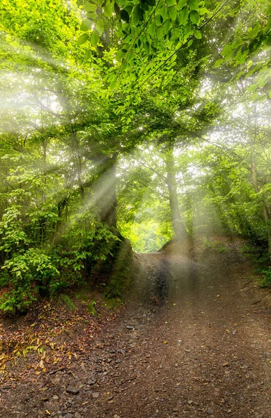 Strada Sterrata Attraverso Faggeta Bellissimo Scenario Naturale Con Alberi Alto — Foto Stock