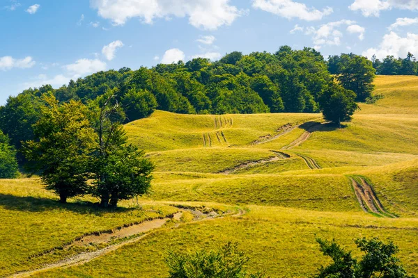 Bergweg Bergop Langs Het Bos Beuken Boom Staan Apart Grazige — Stockfoto