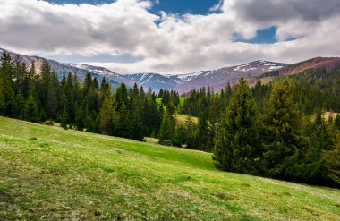 çam ormanı ile güzel manzara. Borzhava dağ sırtı bahar içinde manzara. karlı dağ başında bulutlu gökyüzü altında mesafede