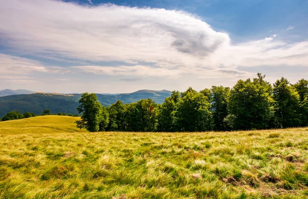 Bosque Hayas Ladera Cubierta Hierba Hermoso Paisaje Paisaje Los Cárpatos — Foto de Stock