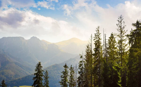 Vysoké Hory Tarta Stromy Krásné Přírodní Scenérie Krásné Světle — Stock fotografie