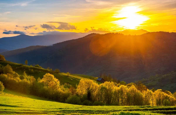 Geweldige Zonsondergang Karpaten Prachtige Lente Landschap Bos Met Gras Begroeide — Stockfoto