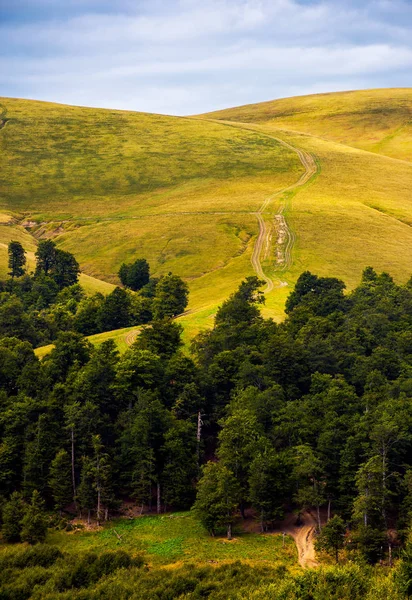 Шлях Через Ліс Берези Гори Красиві Наприкінці Літа Пейзажі Карпатському — стокове фото