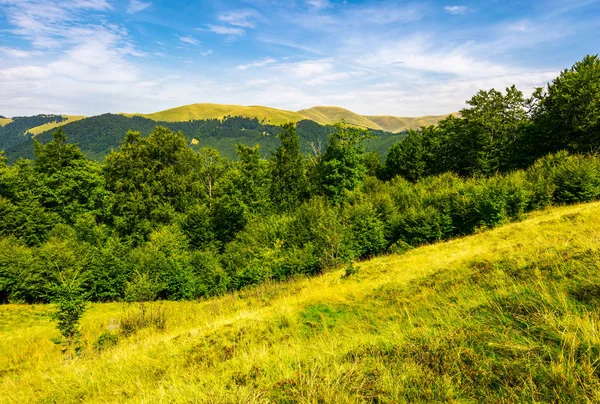 Colline Boscose Prati Cresta Svydovets Incantevole Paesaggio Estivo Delle Montagne — Foto Stock