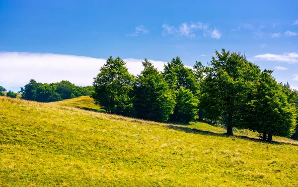 Beech Forest Grassy Hillside Lovely Scenery Carpathian Landscape Summer Location — Stock Photo, Image