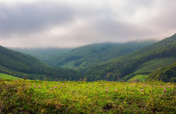 Paesaggio Con Campi Bosco Collina Bella Nebbiosa Nuvolosa Alba Montagna — Foto Stock