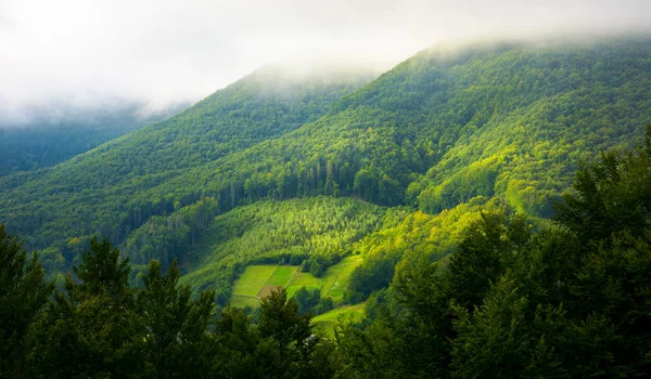 Bosque Pinos Montaña Claro Niebla Mañana Luz Del Amanecer — Foto de Stock