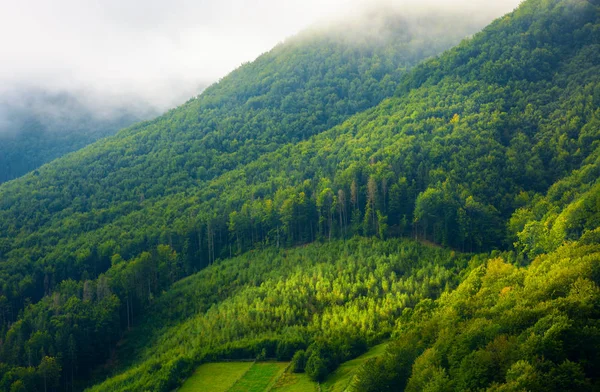 Berg Dennenbos Glade Ochtend Mist Zonsopgang Licht — Stockfoto