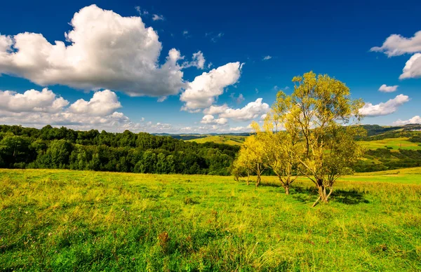 Alberi Fila Una Collina Autunno Incantevole Paesaggio Campagna Montagna Sotto — Foto Stock