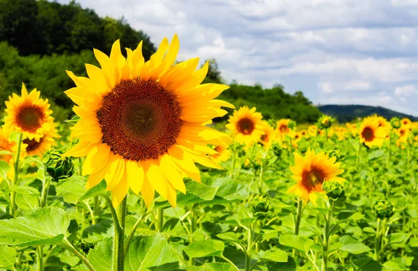 Campo Girasol Las Montañas Fondo Agrícola Encantador Buen Tiempo Soleado — Foto de Stock